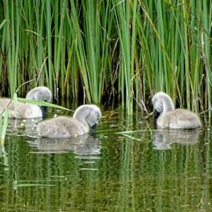 Mute Swan