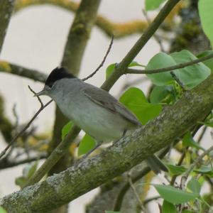 Blackcap