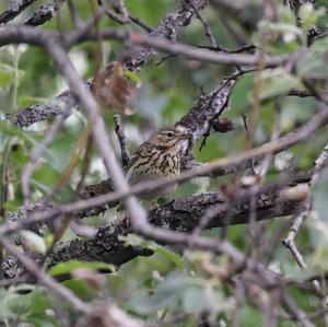 Tree Pipit