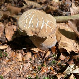 Summer Bolete