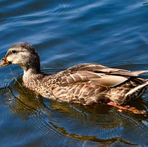 Mallard