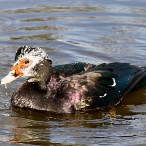 Muscovy Duck