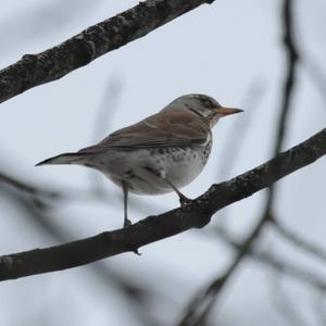 Fieldfare