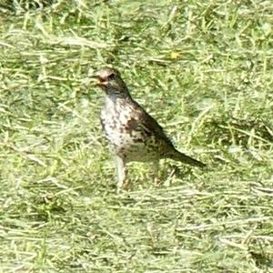 Mistle Thrush