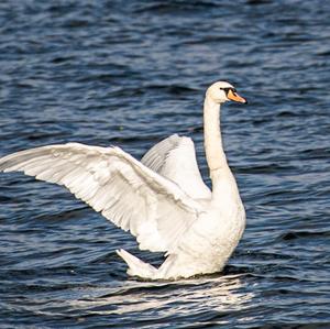 Mute Swan