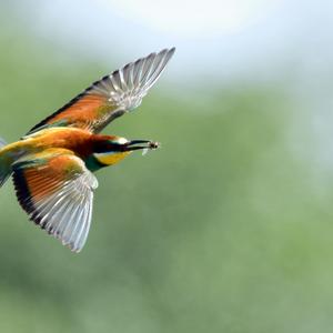 European Bee-eater