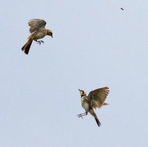 Horned Lark