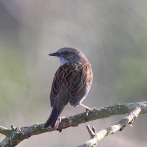 Hedge Accentor