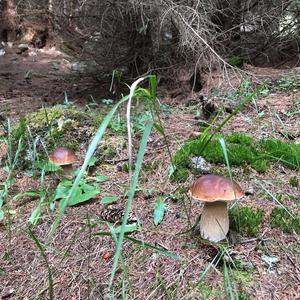 King Bolete