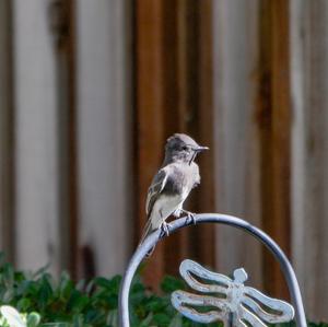 Acadian Flycatcher