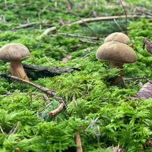 Yellow-cracked Bolete