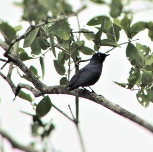 Black Cuckooshrike