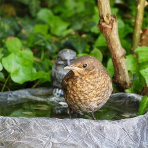 Eurasian Blackbird