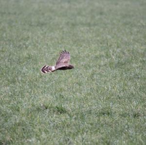 Northern Harrier