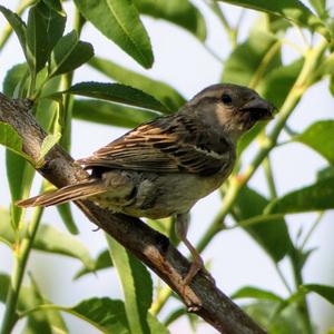 Spanish Sparrow