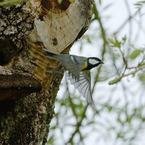 Great Tit