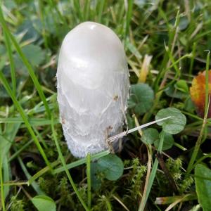 Shaggy Mane