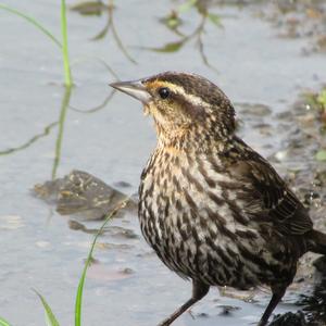 Red-winged Blackbird