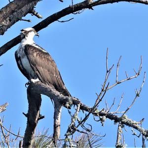 Osprey