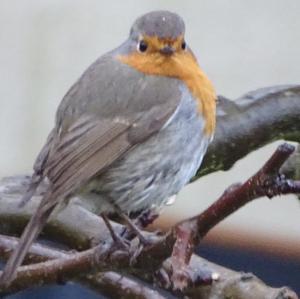 European Robin