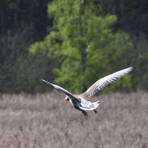 Greylag Goose