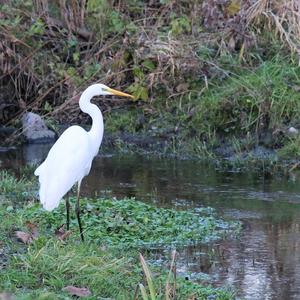 Great Egret