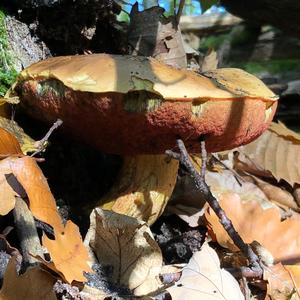 Dotted-stem Bolete