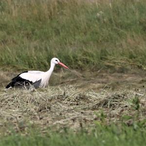 White Stork