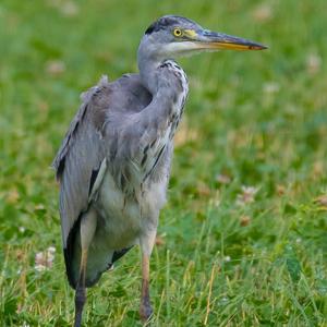 Grey Heron