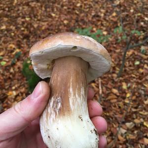 King Bolete