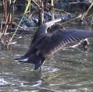 Common Moorhen