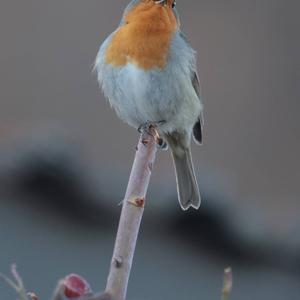 European Robin