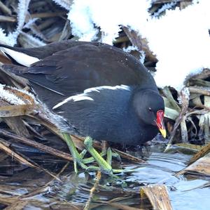 Common Moorhen