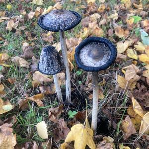 Shaggy Mane