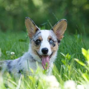 Welsh Corgi (Cardigan)