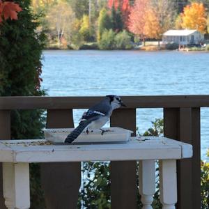 Blue Jay