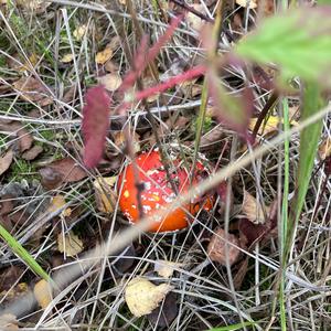 Fly Agaric