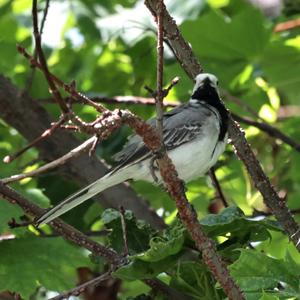 White Wagtail