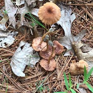 Deadly Galerina