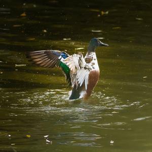 Northern Shoveler