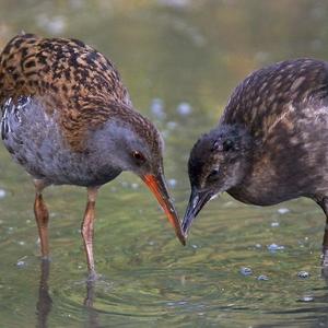 Water Rail