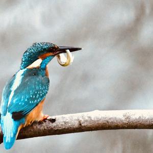 Common Kingfisher