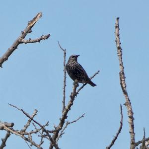 Common Starling