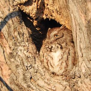 Eastern Screech-owl