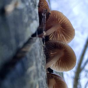 Bleeding Mycena