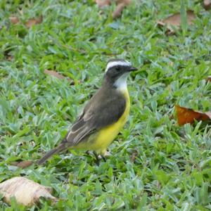 Rusty-margined Flycatcher