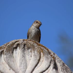 Spotted Flycatcher