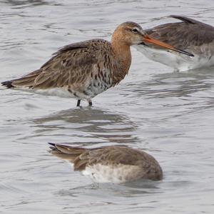 Black-tailed Godwit