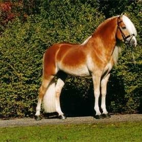 Haflinger