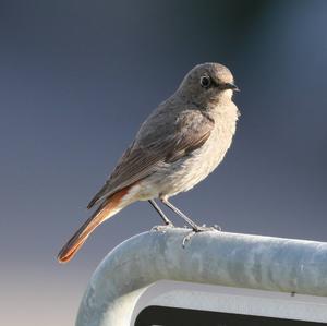 Black Redstart